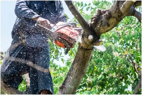 tree services Sedley